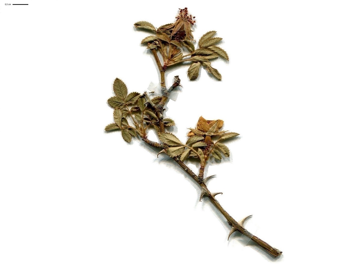 Rosa micrantha (Rosaceae)